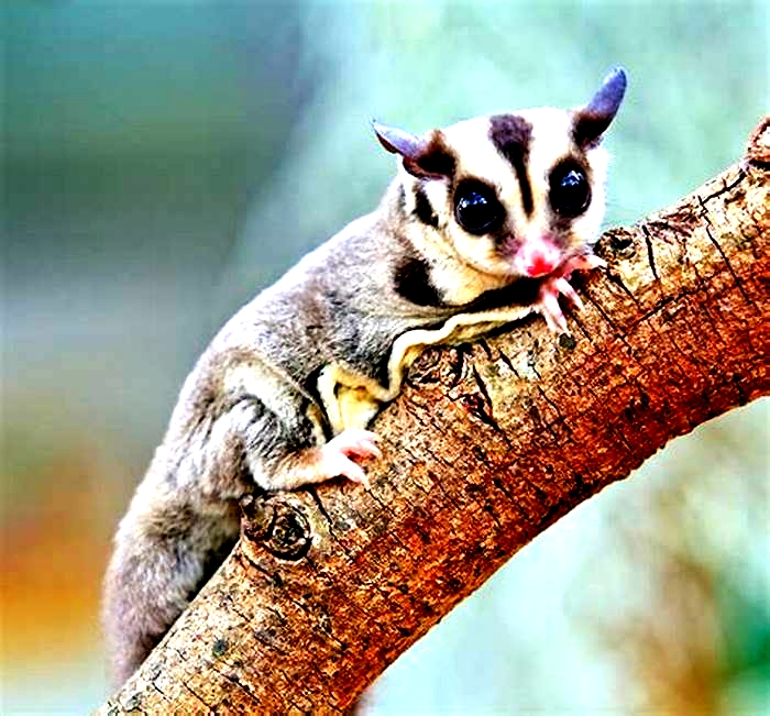 What is a sugar gliders favorite insect