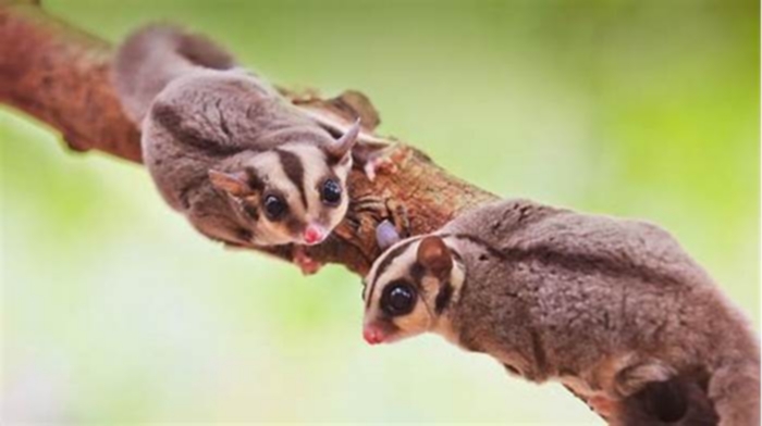 What is a sugar gliders natural enemy