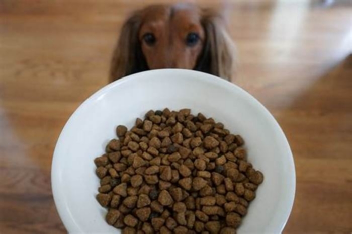 What is dog kibble?