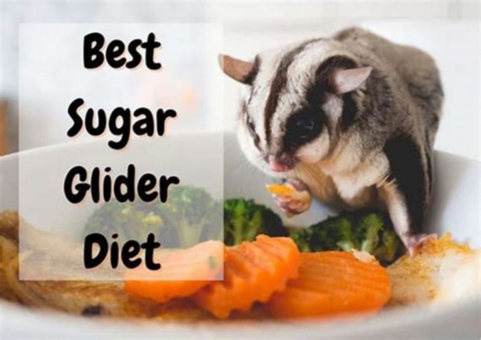 What is soft food for sugar gliders