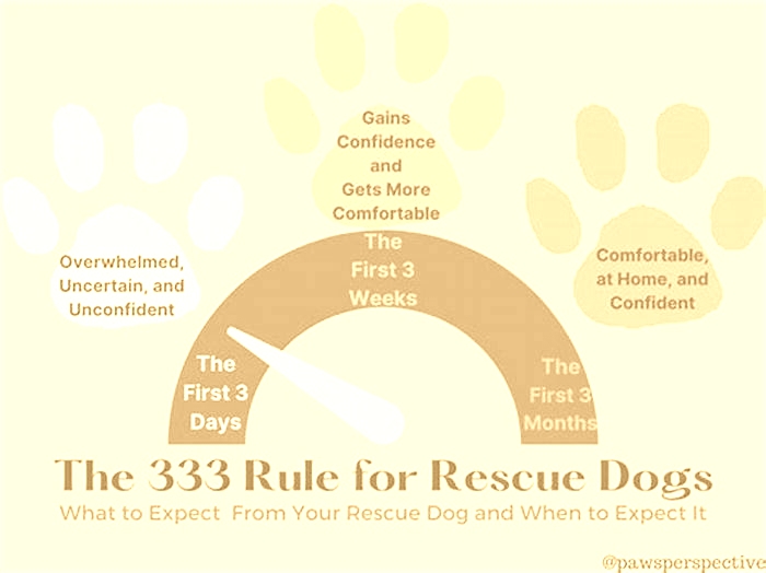 What is the 333 pet rule