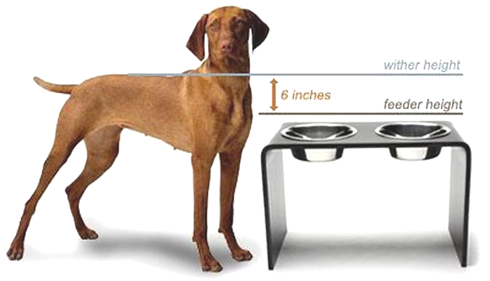 What is the best height for a dog food bowl?