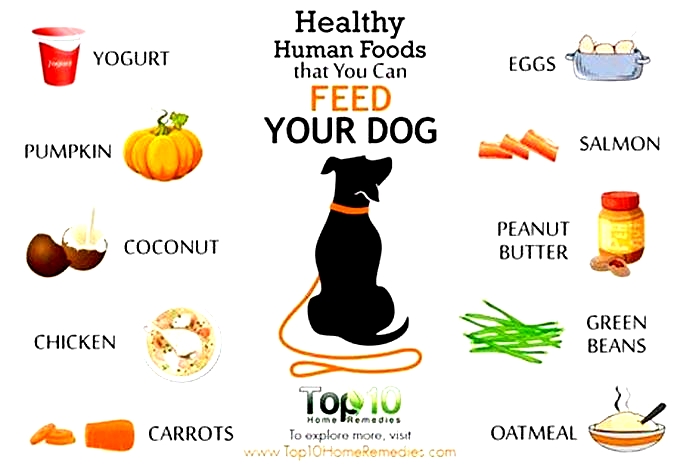 What is the healthiest food to feed a dog