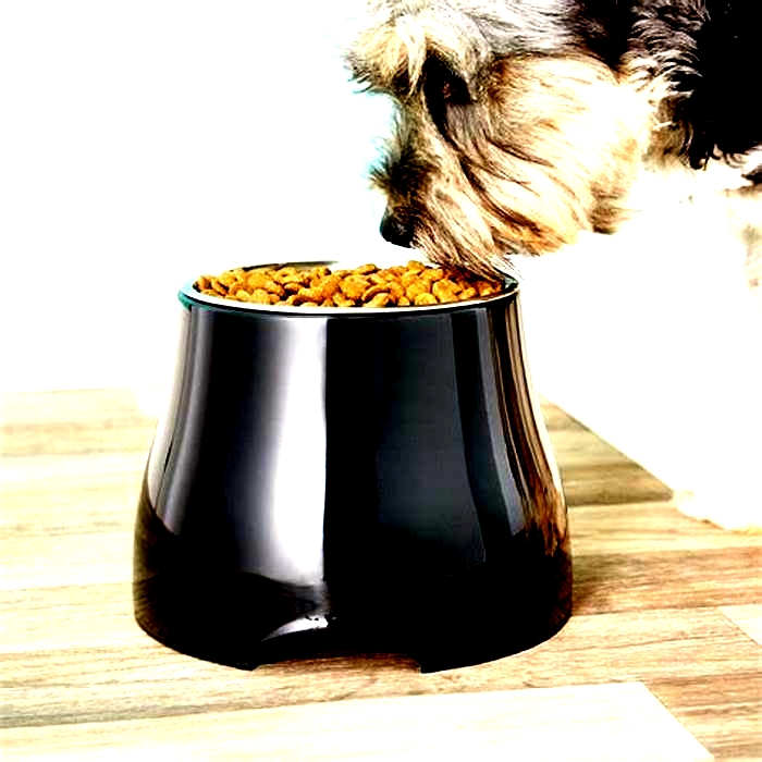 What is the healthiest material for dog bowls