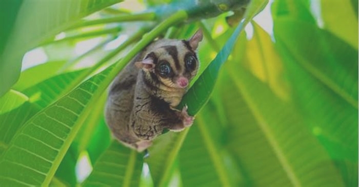 What is the lifespan of a sugar glider?