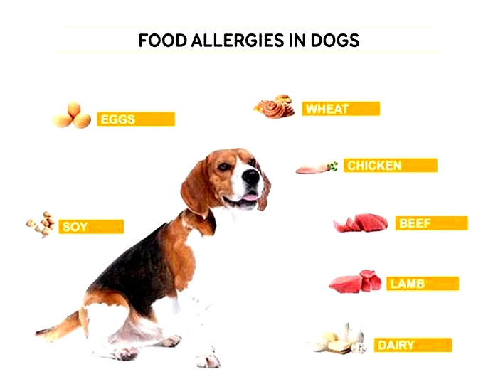 What is the number 1 allergy for dogs