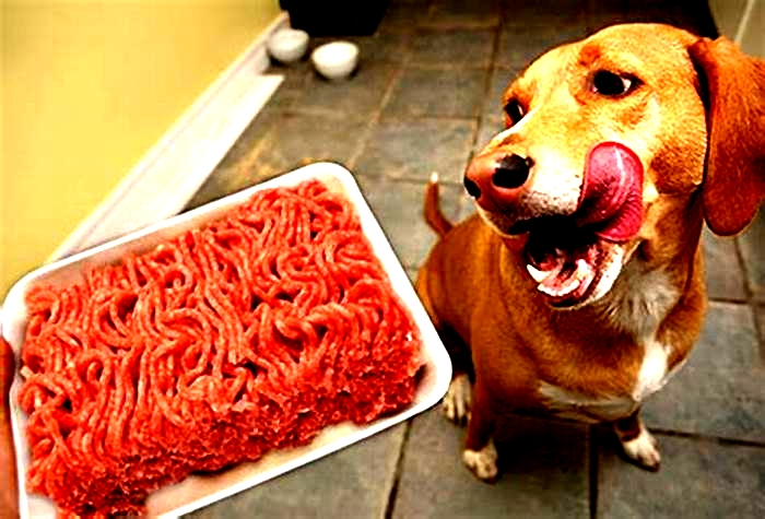 What is the only meat you should never feed your dog?