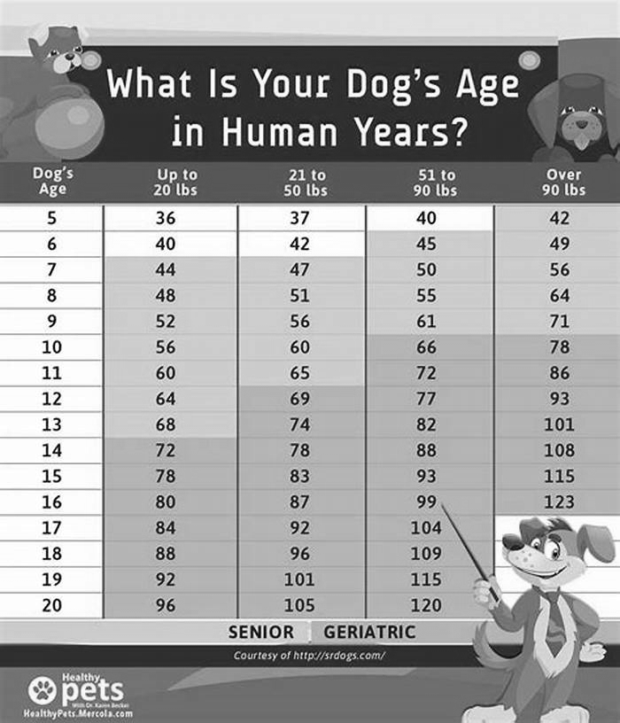 What is the rule of 7 for dogs?