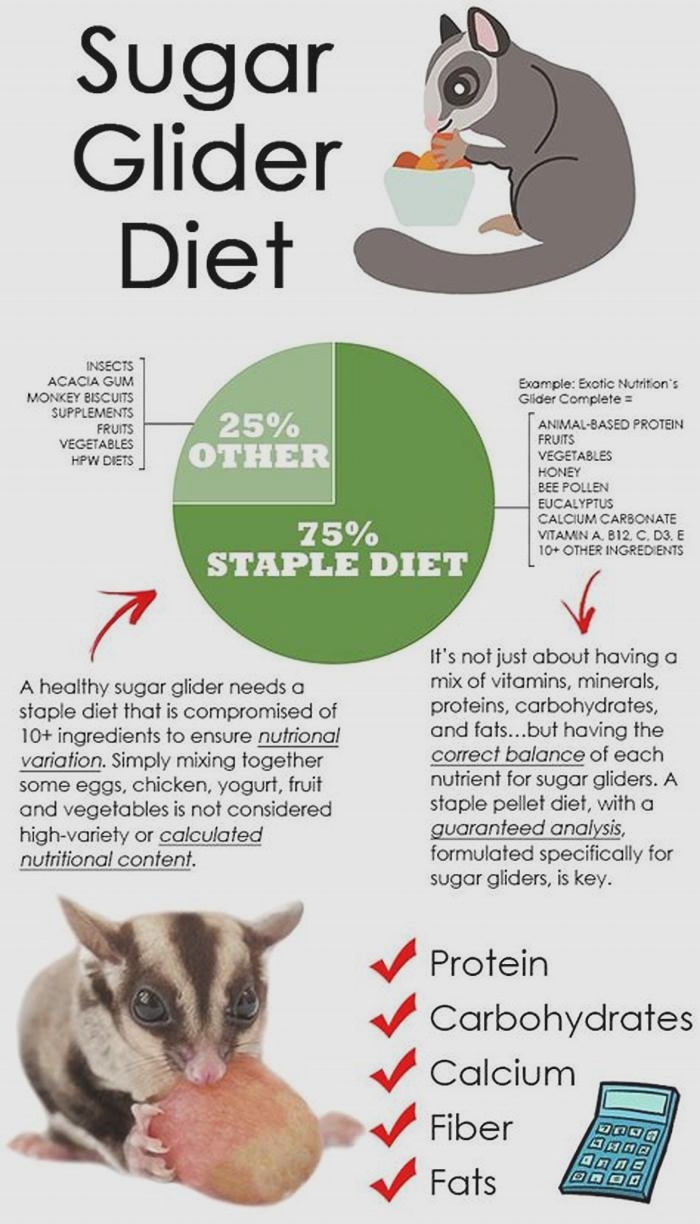 What is the staple diet for a sugar glider?