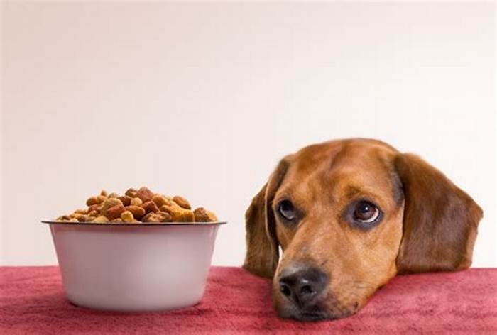 What is the truth about kibble?