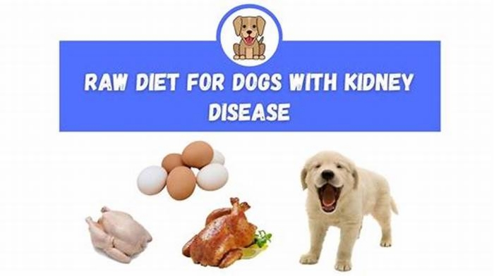 What is the vet diet for kidneys