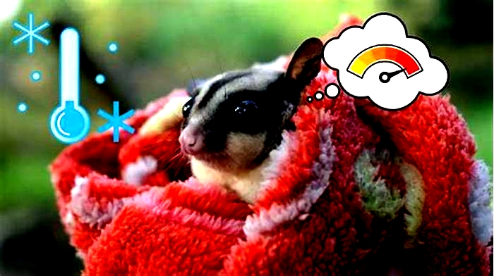 What is too cold for a sugar glider