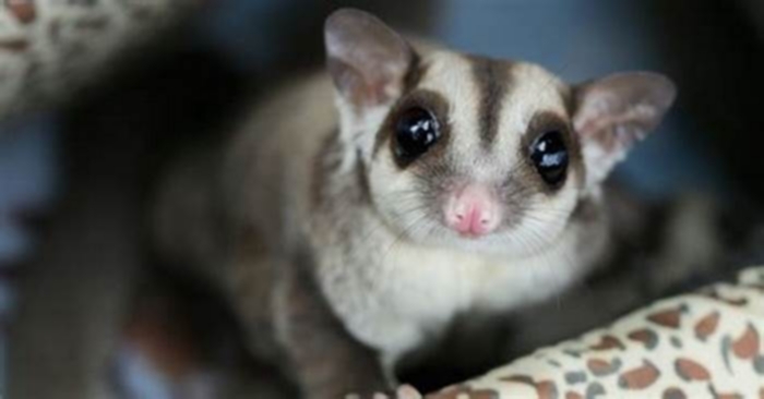 What makes sugar gliders happy