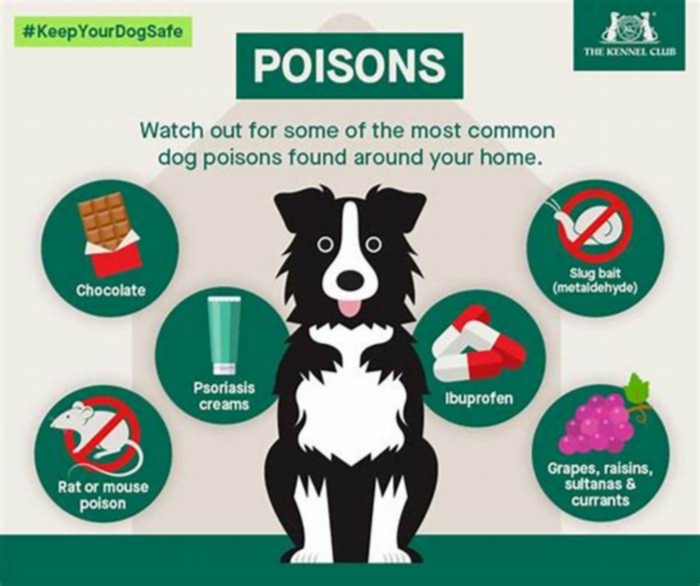 What metal is toxic to dogs?