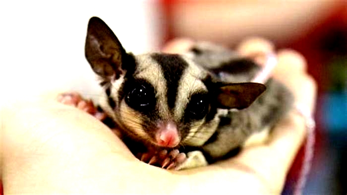 What not to do with a sugar glider?