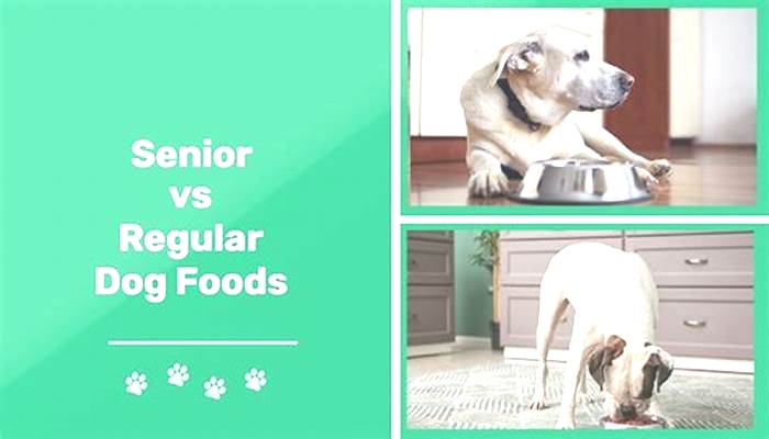 What's the difference between regular dog food and senior dog food?