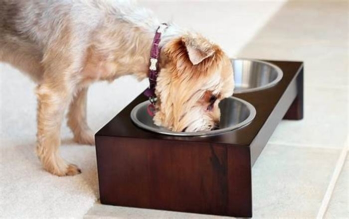 What shape bowl is best for dogs