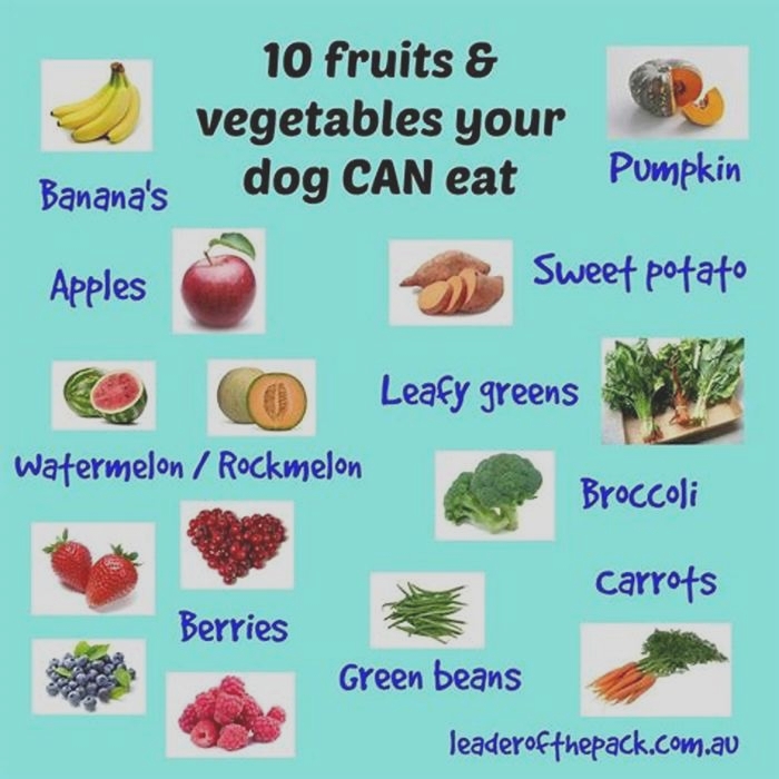 What should a dog eat everyday