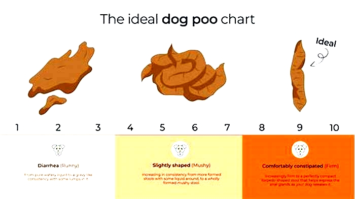 What should my dog s poop look like on a raw diet