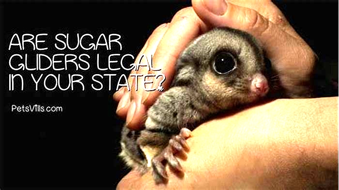 What states are sugar gliders legal in