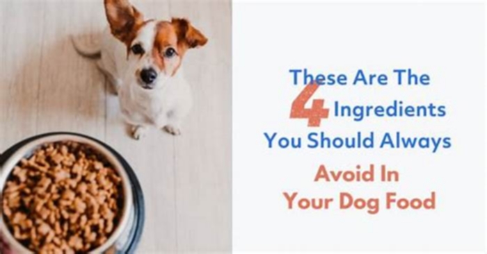 What three ingredients should not be in dog food