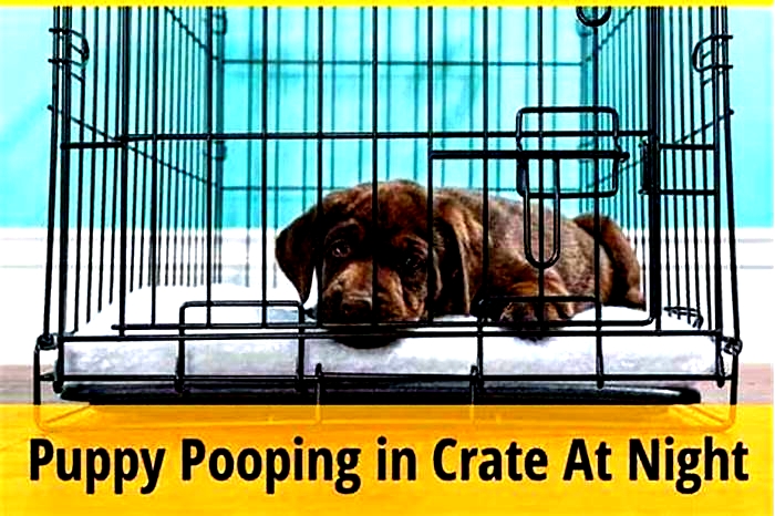 What time to feed a dog to stop pooping at night?