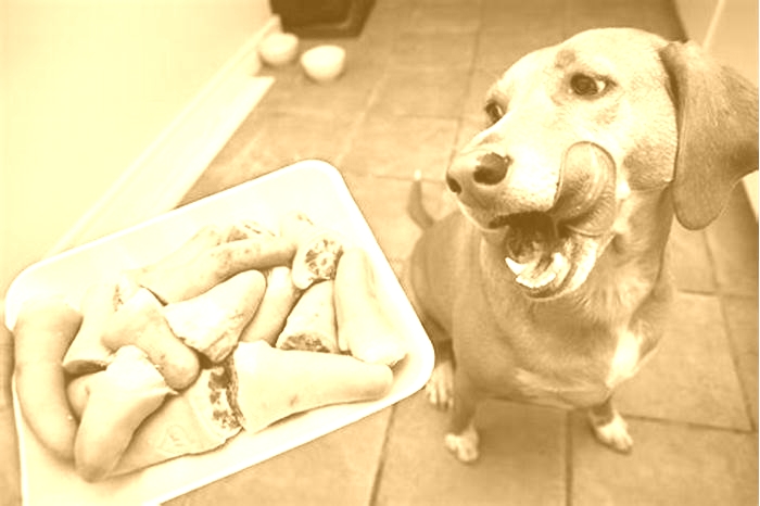 What to do when a dog only wants to eat human food