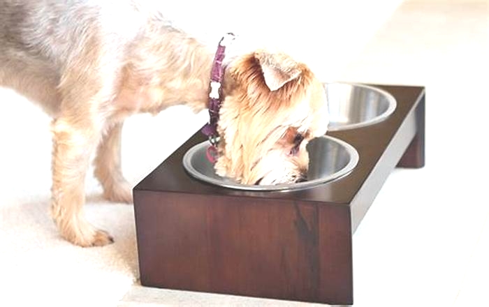 What type of bowls are best for dogs?