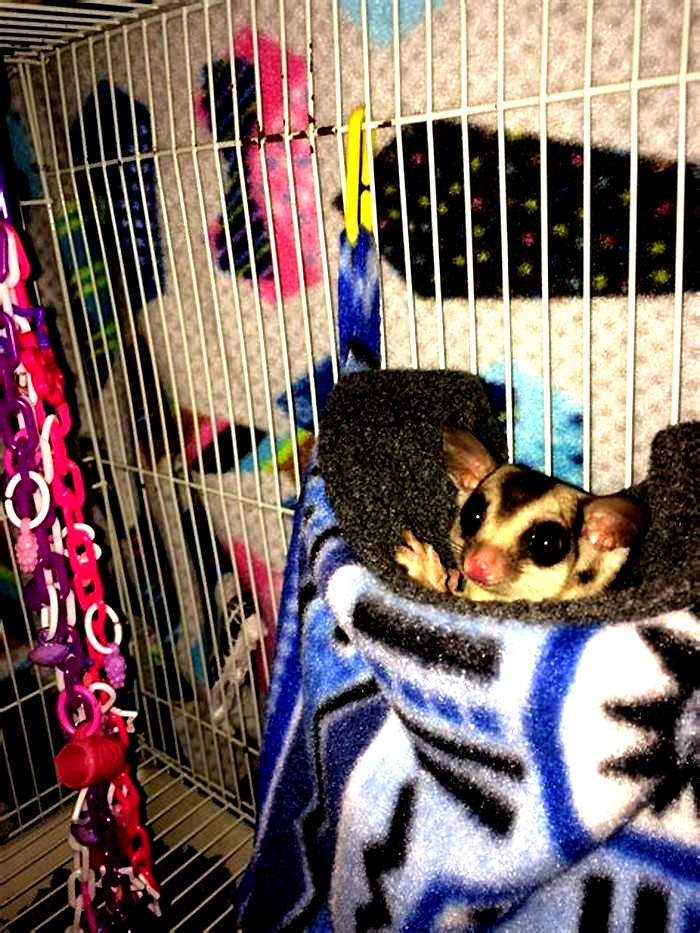 Where do sugar gliders like to sleep?