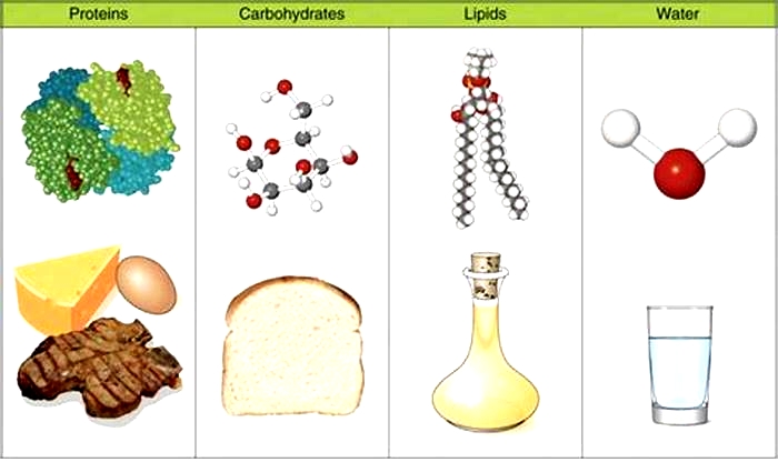 Where is nutriment made?