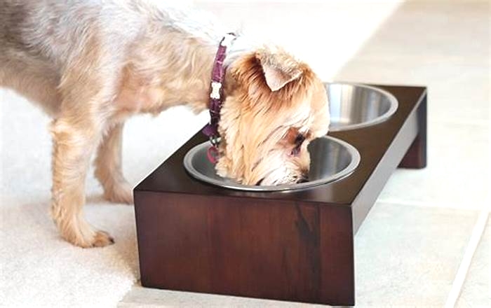 Why are glass bowls better for dogs?