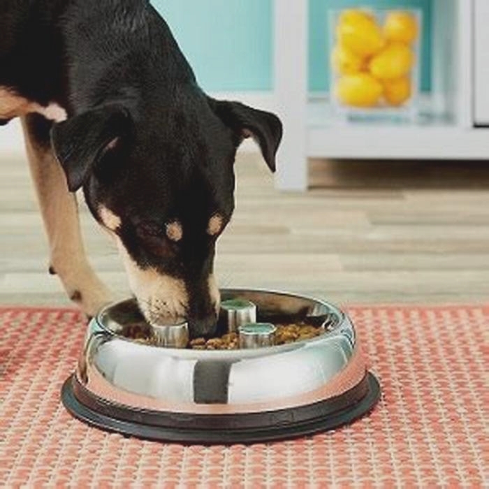 Why are metal bowls better for dogs?