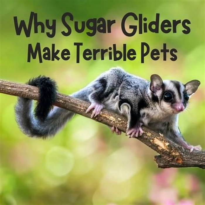 Why aren t sugar gliders good pets?