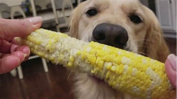 Why can't dogs eat corn on the cob?