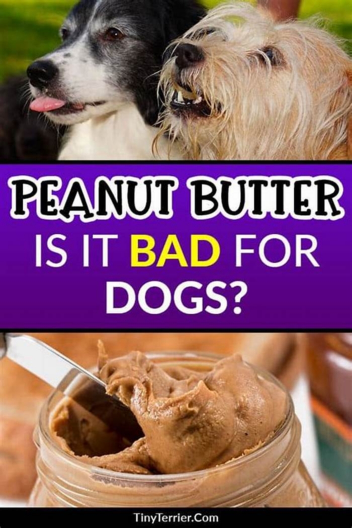 Why can t dogs have peanut butter