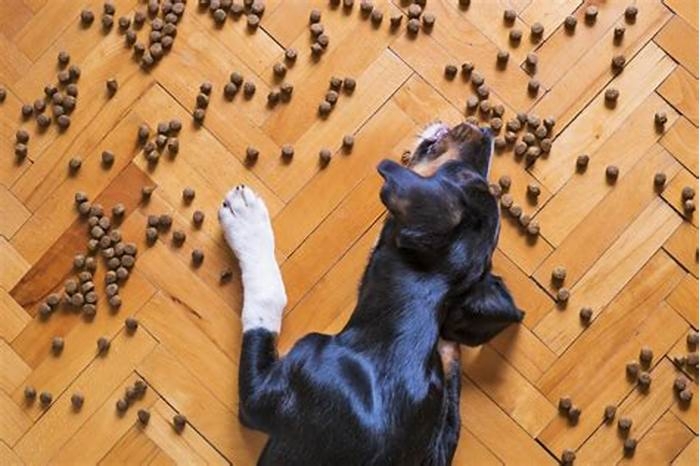 Why do dogs flip their bowls over?