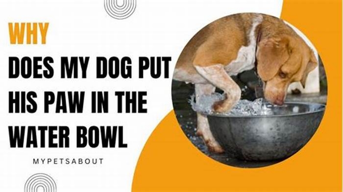 Why do dogs paw at a full water bowl