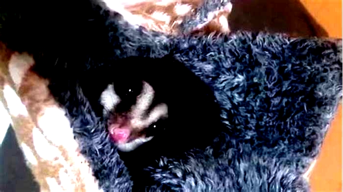 Why do sugar gliders cry?