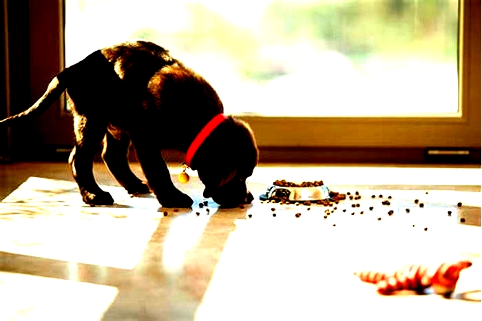 Why does my dog carry food away from his bowl to eat?