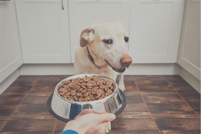 Why does my dog push food bowl away with his nose and not eating?