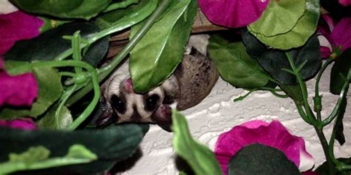 Why does my sugar glider bark every night?