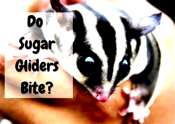 Why does my sugar glider keep biting me?