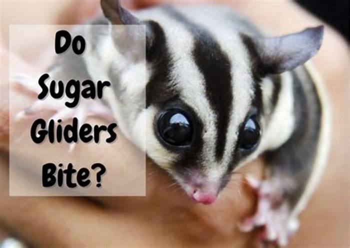 Why does my sugar glider lick and bite me?