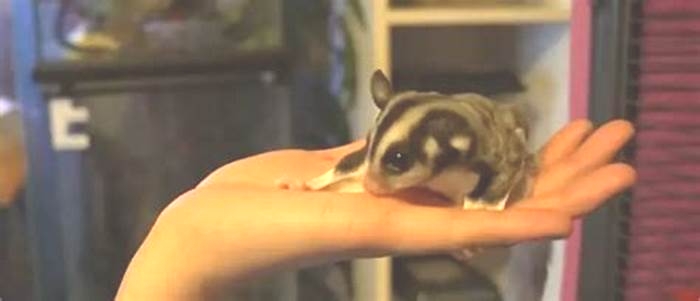 Why does my sugar glider lick me?