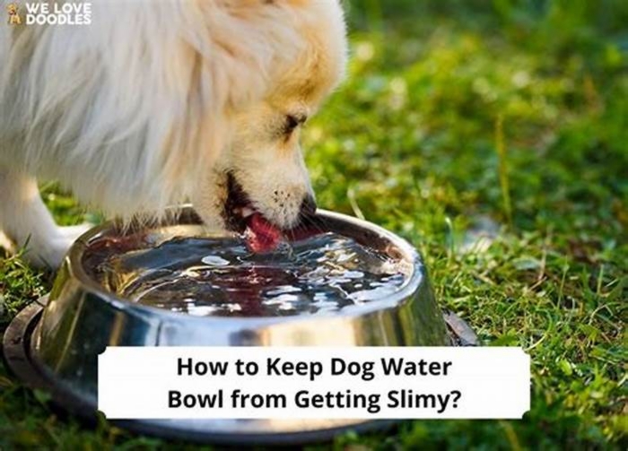 Why is my dog s water bowl slimy