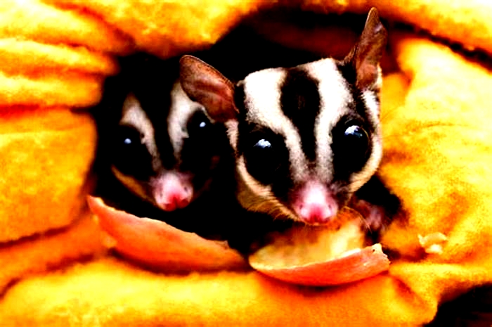 Why is sugar glider so expensive