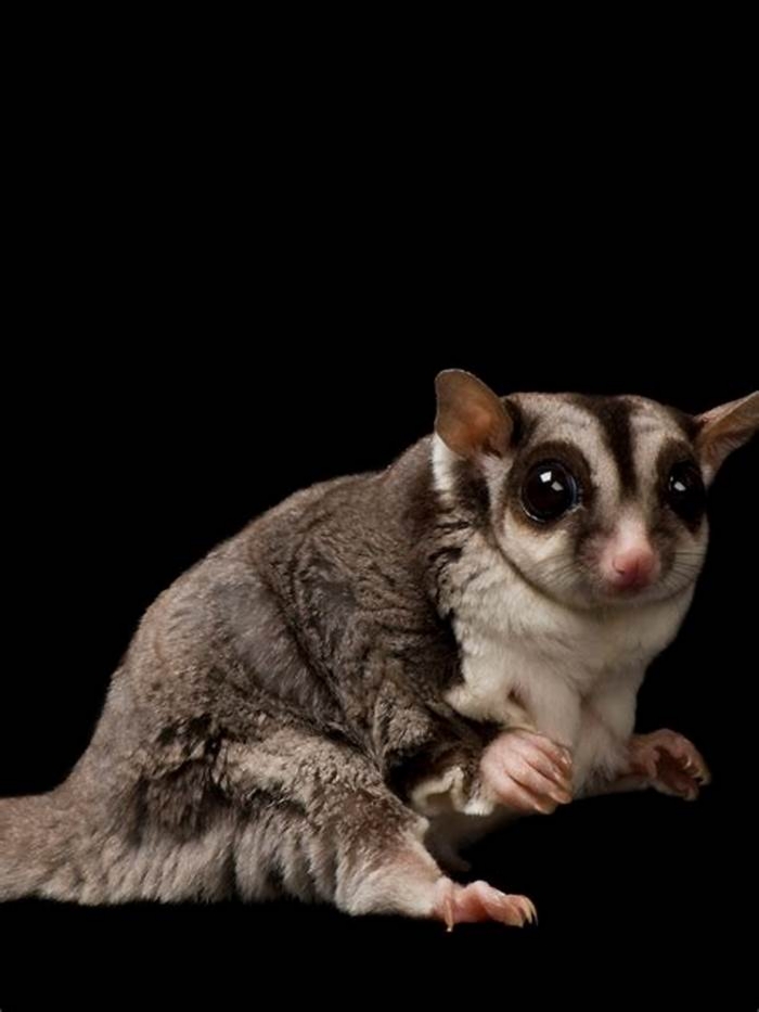 Why not to buy sugar gliders?