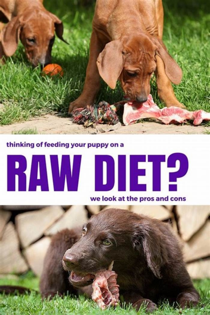 Why raw feeding is bad for dogs