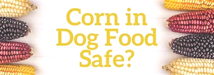 Why should you avoid corn in dog food