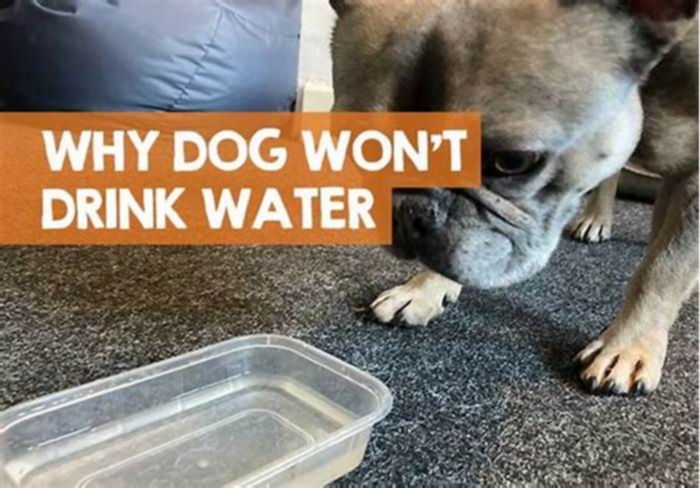 Why won't my dog drink out of a stainless steel bowl?